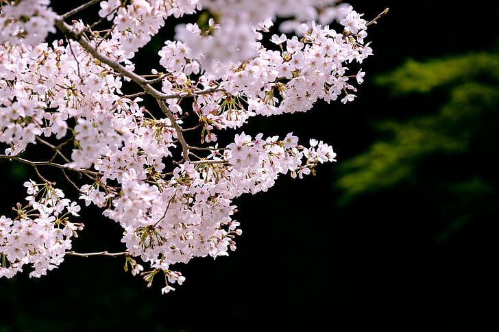 čerešňa, kvitnúce sakury, Sakura, Japonsko, jarné kvety, ružová, scenérie Japonska