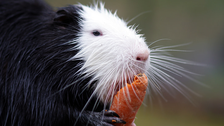 nutria, carrot, zoo, rodent, animal, nager, mammal