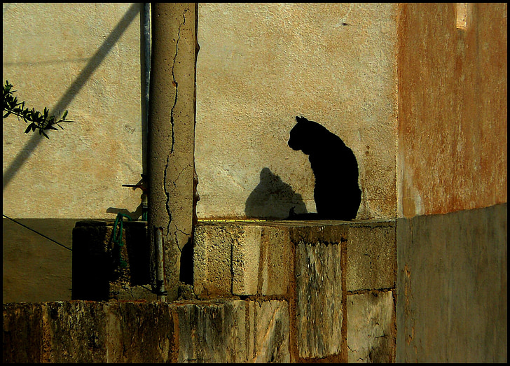 kočka, černá kočka, kočka domácí, Svět zvířat, stále, Zátiší, silueta