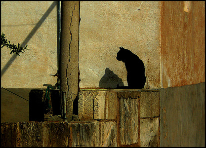 kissa, musta kissa, kotikissa, eläinkunnan, edelleen, asetelma, siluetti
