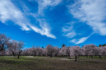 pohon almond, musim semi, Taman, bunga, mekar, bunga, alam
