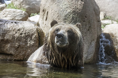 Niedźwiedź, dla dorosłych, portret, dzikich zwierząt, Natura, patrząc w górę, ogród zoologiczny