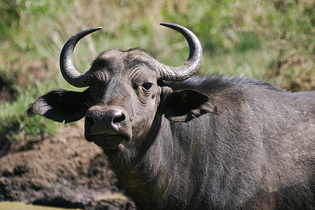 cape buffalo, big 5, bovine, aggressive, dangerous, portrait, swaziland