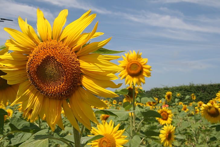 tournesol, fleur, jaune, nature, France