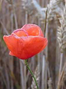Poppy, bunga poppy di bidang, dalam bidang, bidang, klatschmohn, poppy merah, merah