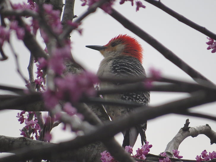 red-headed woodpecker, woodpecker, bird, fly, wings, feather, wildlife
