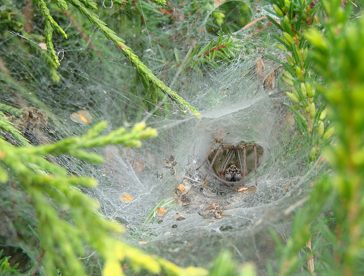 agelenidae 蜘蛛, 法国西南部, 帆布形隧道, 猎物遗骸, 猎物尸体, 针叶树, 蜘蛛网