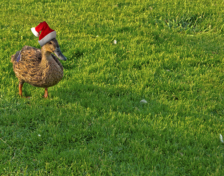 Duck, Holiday, jõulud, Naljakas, Xmas, hooajaline, Õues