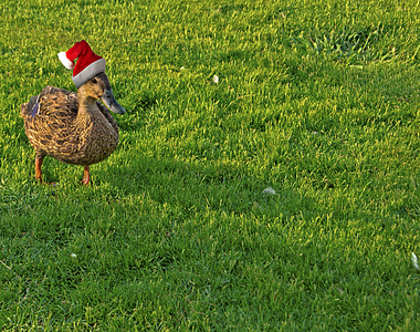 鴨, 休日, クリスマス, 面白い, クリスマス, 季節限定, アウトドア