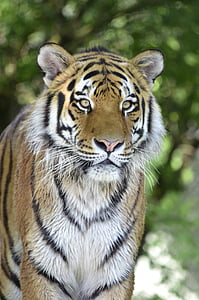 tiger, predator, cat, dangerous, close, wildcat, noble