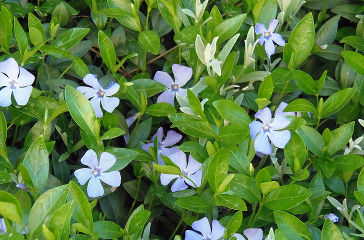 modrá, květ, Flora, Příroda