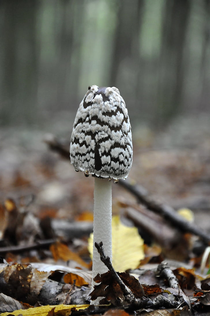 mushroom, forest, autumn, coprinus, fungus, nature, season