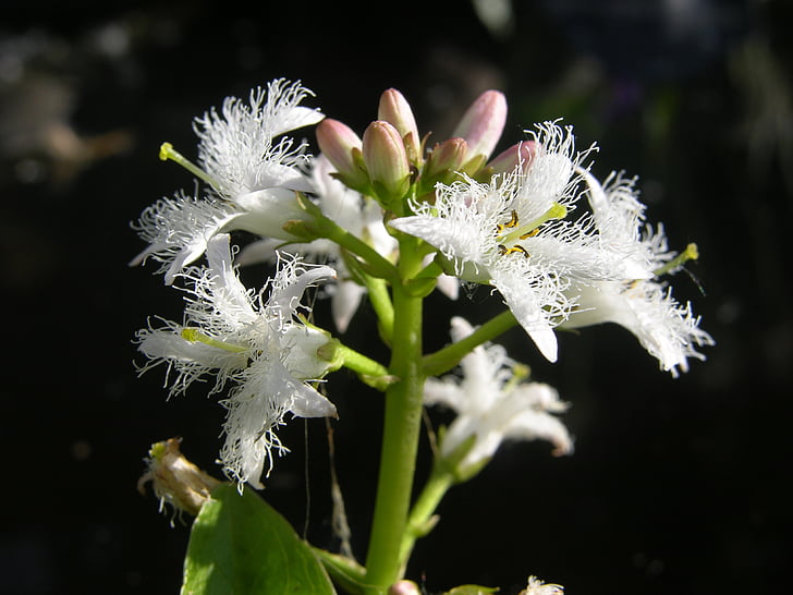 Рой-аксесоари, menyanthies trifoliata, езерото растение, бяло, розово, fransig, Градина