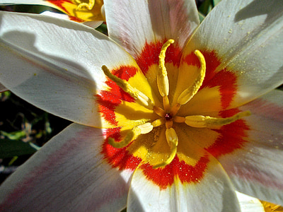 цветок, Белый, оранжевый, желтый, пестики, Пасха, Природа