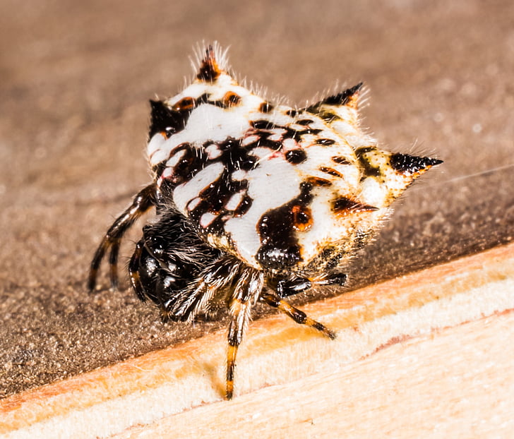 kleine spin, Arachnid, sluiten, harige, Alie, insect, dier