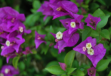 花, バイオレット, 紫色の花, 花びら