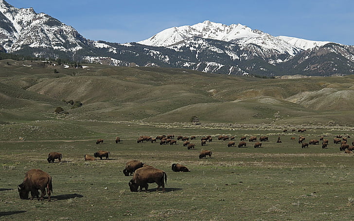 bison, buffalo, herd, american, animal, mammal, panorama