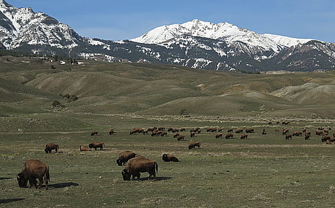 bizon, Buffalo, stádo, Americká, zvíře, savec, Panorama