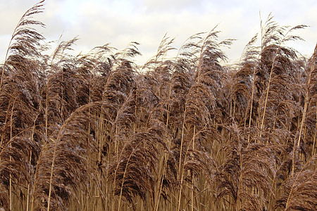Reed, naturaleza, planta, Banco, marrón, agricultura, granja