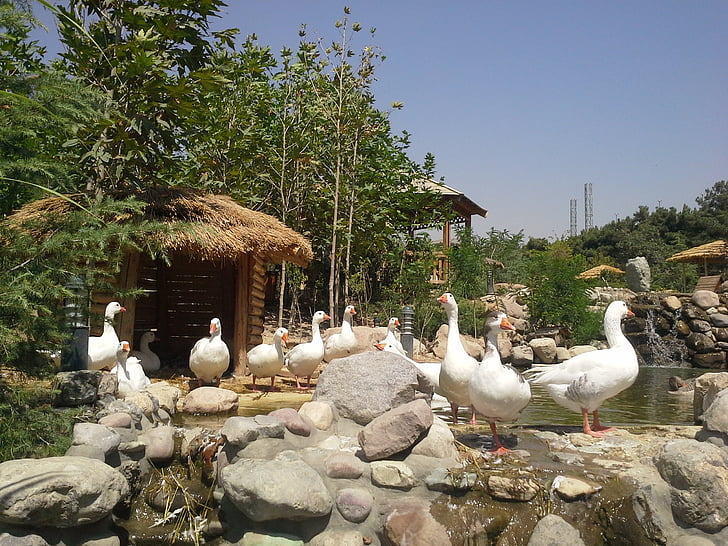 goose, nature, spring, birds, park, bird