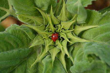 Ladybug, insekt, blomst, anlegget, natur, rød, blad
