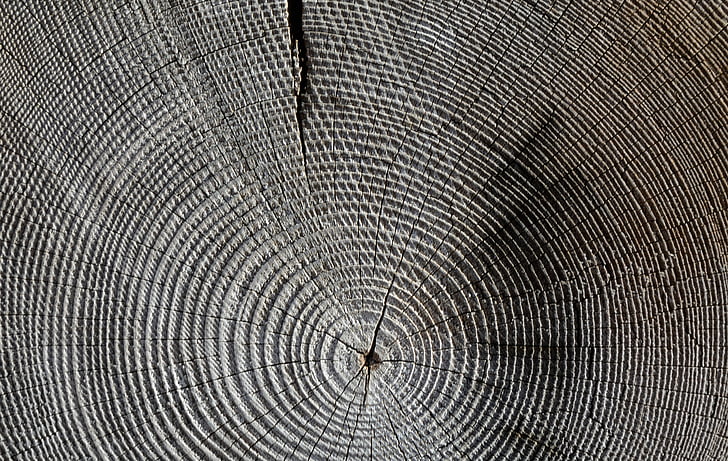 fusta, anells anual, gra, estructura, arbre, textura, esquerdat