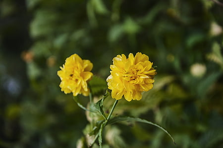 kerria japonica, cvijeće, biljka, ljekovita, jesen, Krupni plan, cvijet