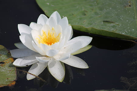 Lily, Lily pad, Marsh, blomst, vand, natur, plante