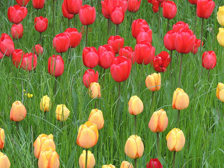 tulipány, červená, žlutá, louka, zelená, tráva, Příroda