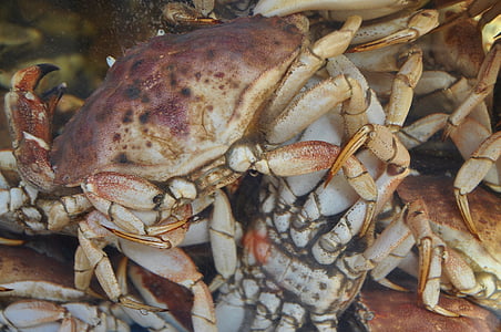Lobster, Crawfish, geser, Orange, merah, mata, tubuh