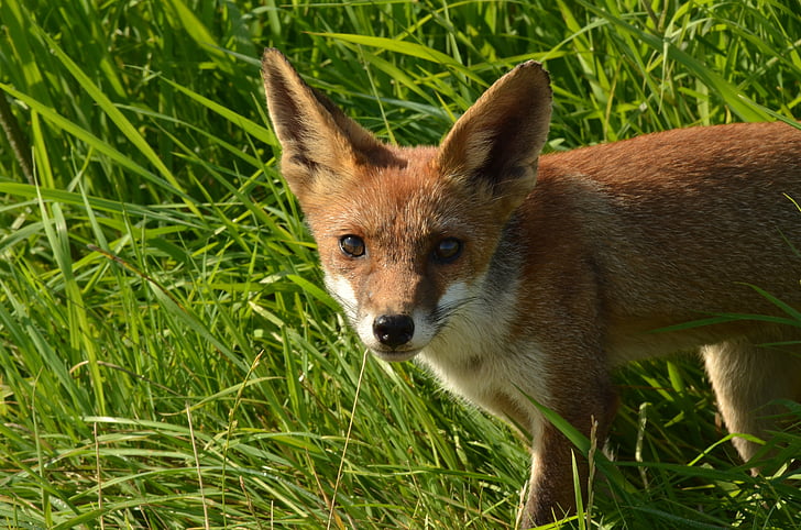 Fox, depredador, mamíferos, fauna, salvaje, naturaleza, ' Naardermeer '