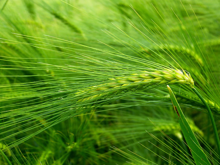 barley, cereals, hordeum vulgare, ear, grain, barley field, agriculture