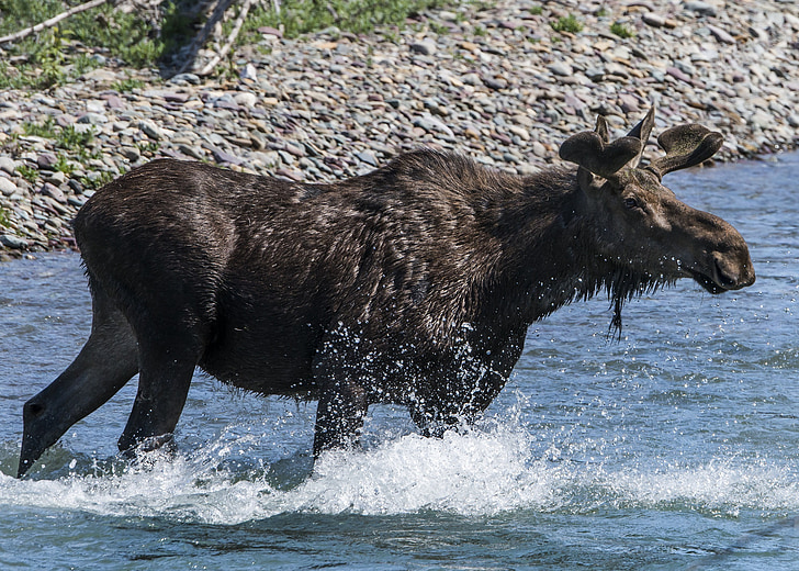 Moose, krava, portrét, zblízka, voľne žijúcich živočíchov, vody, Park