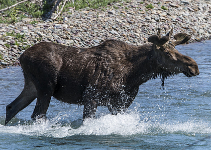 Moose, mucca, Ritratto, Chiuda in su, fauna selvatica, acqua, Parco