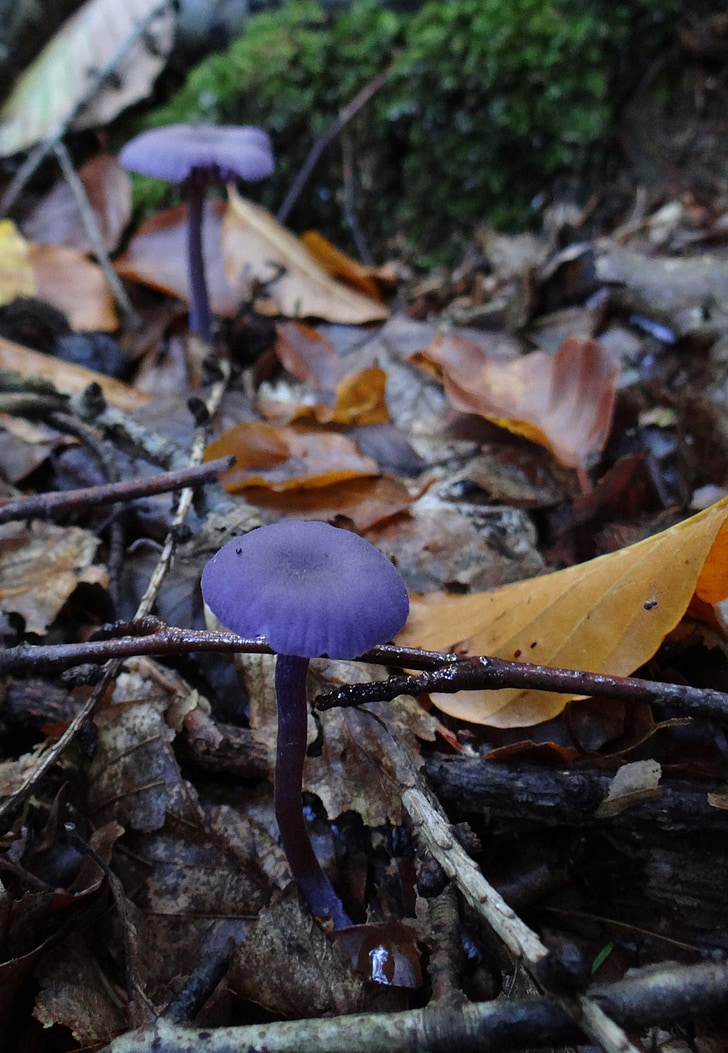 forest, beech forest, autumn, collecting mushrooms, vinegar, funnel linge, accarla-amethystea