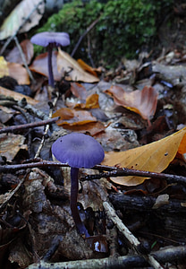 Forest, forêt de hêtres, automne, en recueillant les champignons, vinaigre, entonnoir de linge, accarla-amethystea