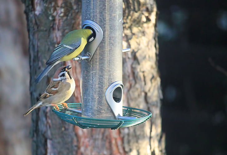 oiseaux, Sparrow, tit, alimentaire, traiter du distributeur, nature