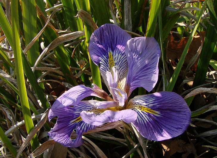 bunga, Iris, ungu, Blossom, mekar, kelopak, makro