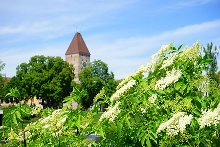 turn de gâscă, Turnul, Ulm, soc negru, flori de soc, Filiala, alb
