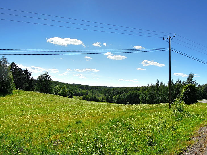 Tohmajärvi, Finnois, Carélie du Nord, fil de téléphone, fils téléphoniques, arbres, Meadow