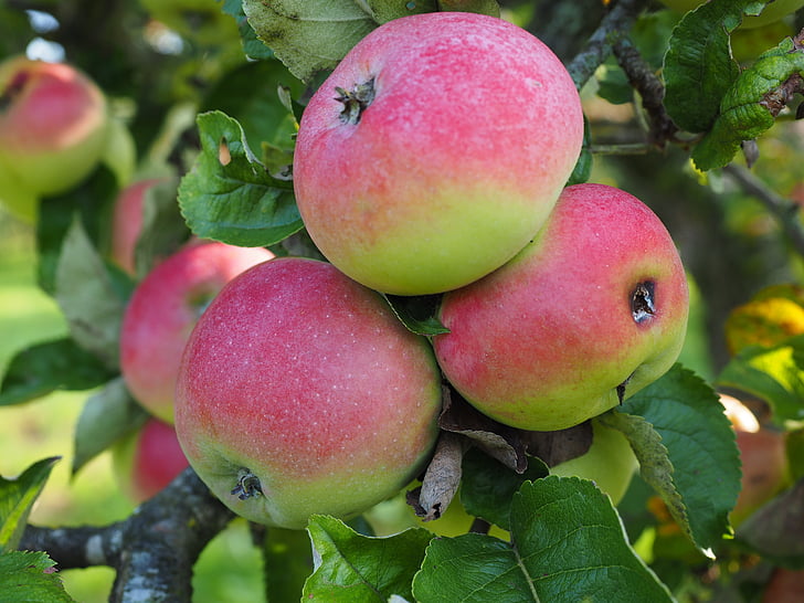 pomme, fruits, rouge, fruits, mûres, Frisch, en bonne santé