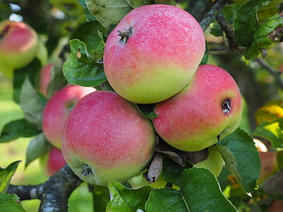 jabuka, voće, Crveni, voće, zrela, Frisch, zdrav