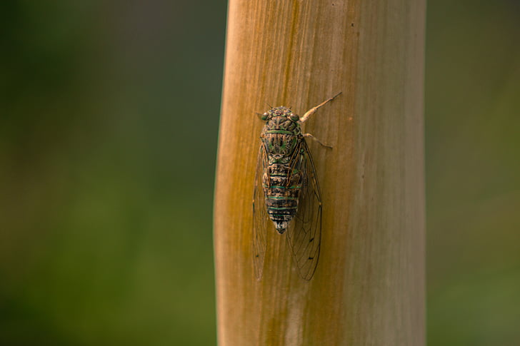 Cicada, insekt, sommar