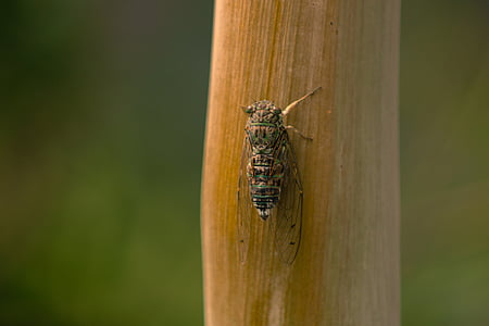 Cicala, insetto, estate