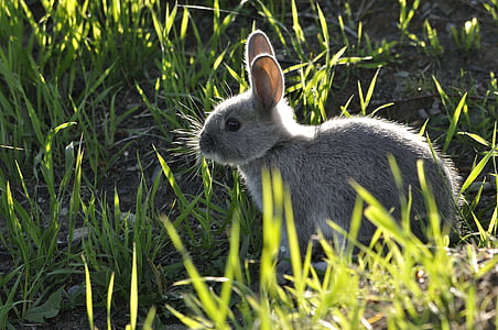 Bunny, dier, natuur, konijn, schattige dieren, weinig, Pasen