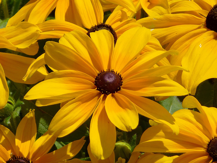 yellow flower, kúpvirág, echinacea, ornamental plants, flower garden, summer, july