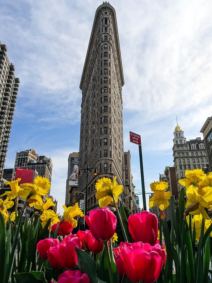 flatiron, tulip, city, flower, architecture, new york, manhattan