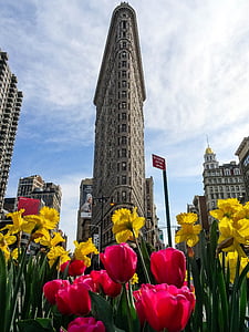 Flatiron, Tulip, ciudad, flor, arquitectura, nueva york, Manhattan