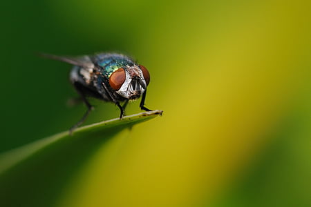 Fly, hmyz, makro, jedno zvíře, zvířecí přírody, zelená barva, zvířata v přírodě