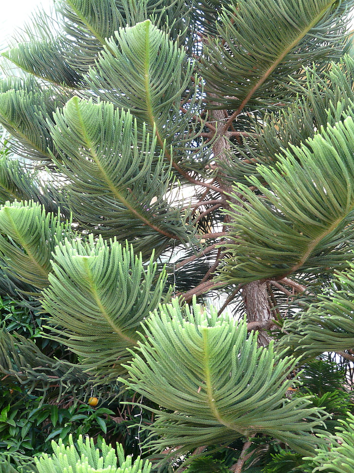 ágak, fa, jellegzetes, Araucaria heterophylla, Norfolk pine, araukária, Araucaria család